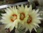 Preview: Echinocereus papillosus